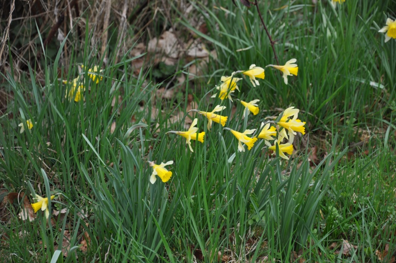 Image:Jonquilles2.jpg