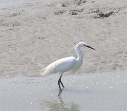 Aigrette garzette