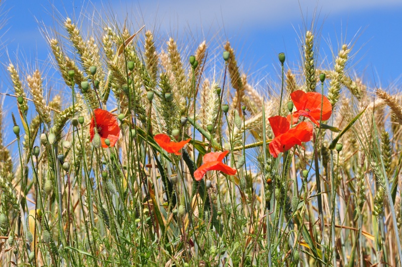 Image:Giverny5.jpg